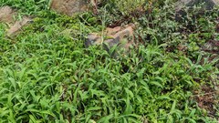 Digitaria sericea