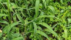 Digitaria sericea