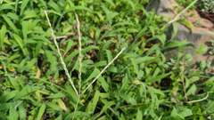 Digitaria sericea