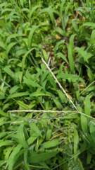 Digitaria sericea