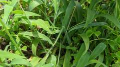 Digitaria sericea