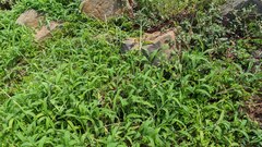 Digitaria sericea