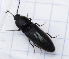 Hemicrepidius hirtus