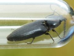 Hemicrepidius hirtus