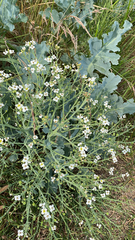 Crambe maritima
