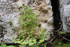 Anogramma leptophylla