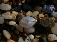 Scintillula solida