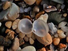Scintillula solida