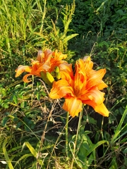 Hemerocallis fulva kwanso
