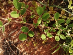 Lespedeza pilosa
