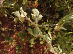 Lespedeza pilosa