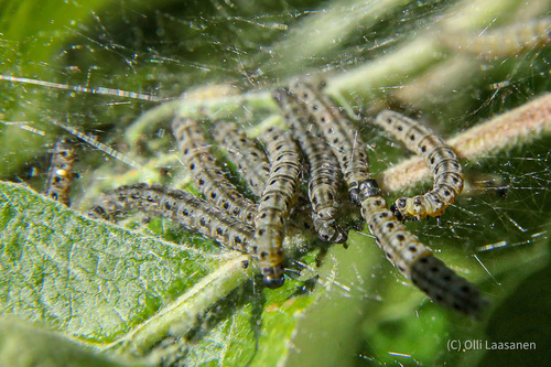 Obelinė kandis nuotrauka