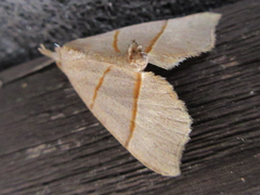 Gonepatica opalina