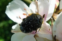 Oxythyrea funesta