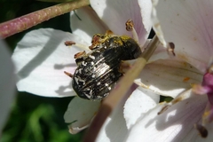 Oxythyrea funesta