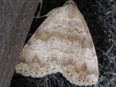 Scedopla diffusa