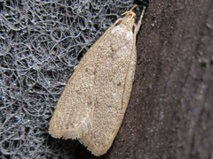 Brachmia modicella