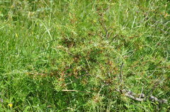 Juniperus sabina