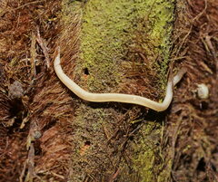 Argonemertes australiensis