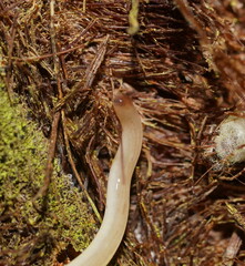 Argonemertes australiensis