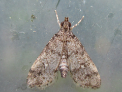 Dolicharthria bruguieralis