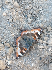 Aglais ladakensis