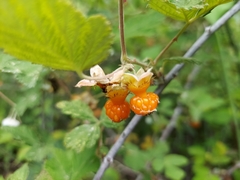 Rubus biflorus