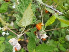 Rubus biflorus