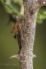 Umbonia reclinata