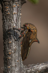 Umbonia reclinata