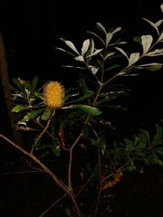Banksia conferta