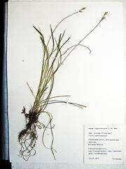Carex longirostrata