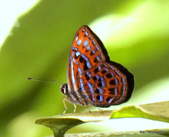 Laxita thuisto