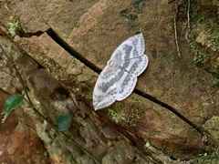 Cyclidia substigmaria nigralbata