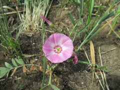Convolvulus chinensis
