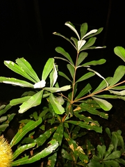 Banksia conferta