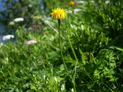 Crepis pontana