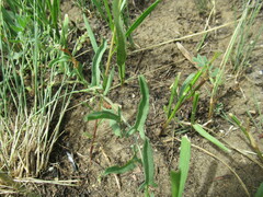 Convolvulus chinensis