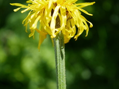 Crepis pontana