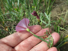 Convolvulus chinensis