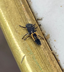 Harmonia axyridis