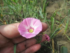 Convolvulus chinensis