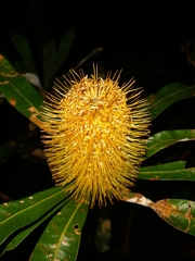 Banksia conferta