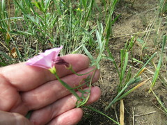 Convolvulus chinensis