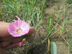 Convolvulus chinensis