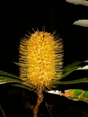 Banksia conferta