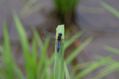 Lyriothemis pachygastra