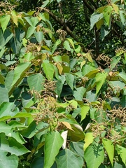 Mallotus paniculatus paniculatus