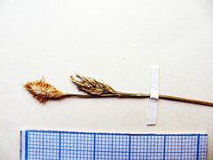 Carex longirostrata