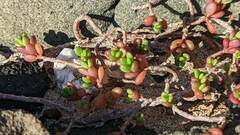 Portulaca psammotropha
